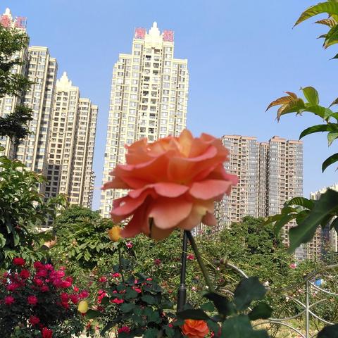 南宁花园的餐厅推荐的相关长尾关键词有哪些