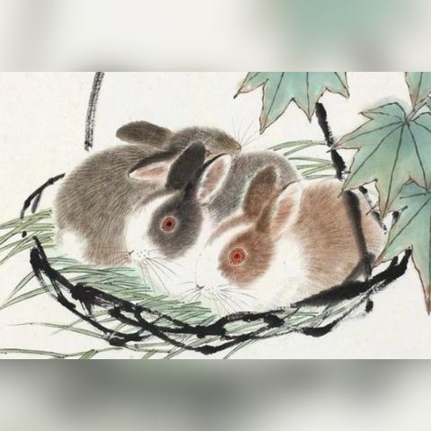 生肖猫运势大全图解视频(生肖猫运势大全图解视频讲解)