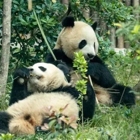 成都市的熊猫馆在哪里啊