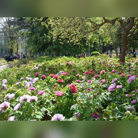 石家庄市出名的公园的长尾关键词有哪些