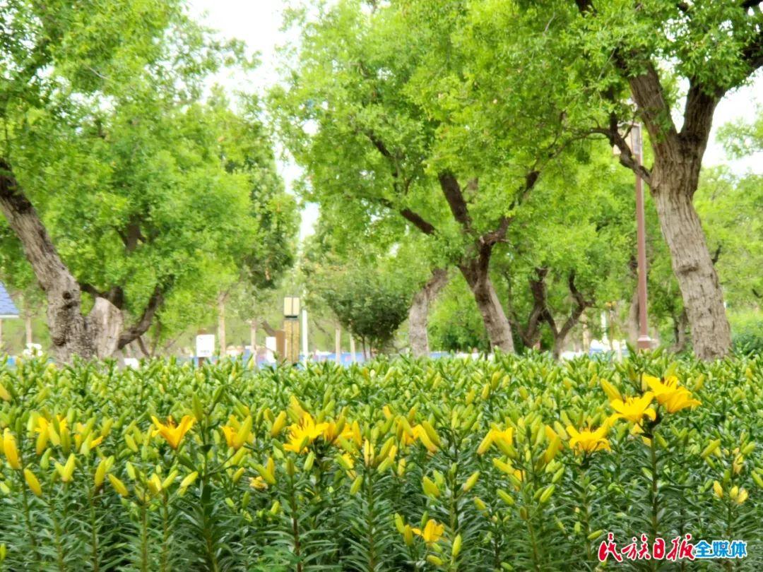 香水百合花期,白香水百合花的养法?