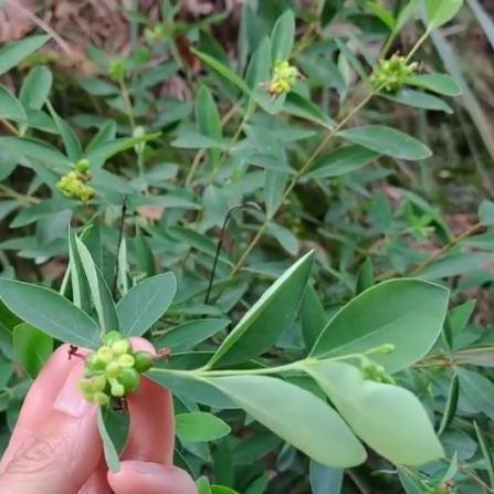 南宁杀虫公司收费标准的相关长尾关键词有哪些