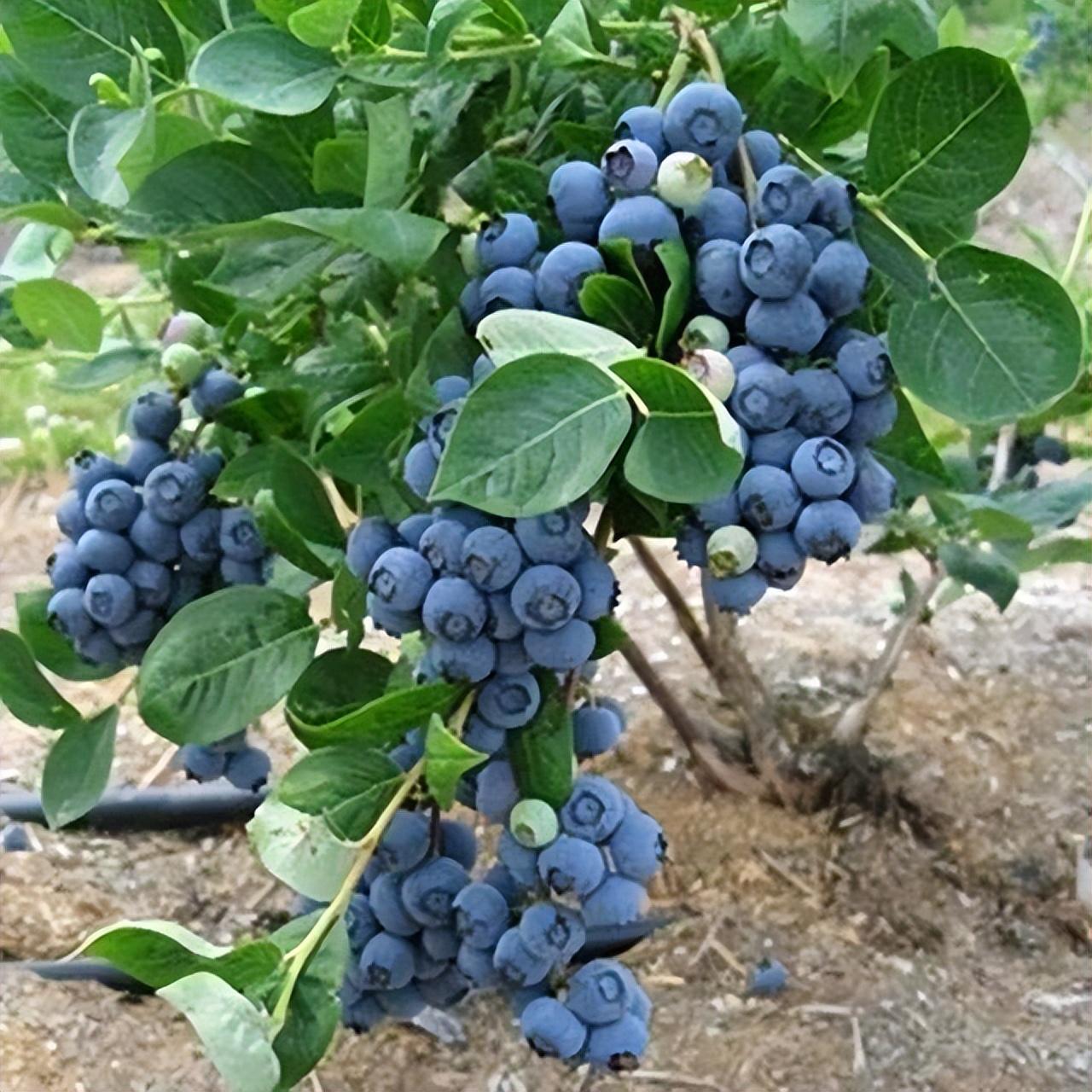 蓝莓种植方法盆栽,室内盆栽蓝莓能搬到外面晒太阳吗?"