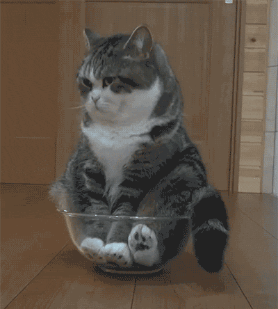 可爱的小猫咪动态美图