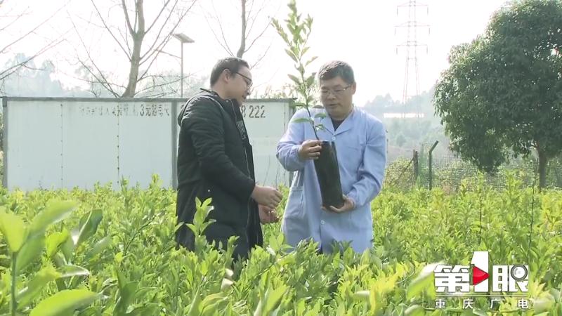 重庆柑橘栽培技术研究所官网（有谁知道重庆最忆小橘百城果业有限公司是种植什么的啊）
