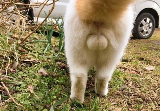 这些猫咪冷门“性”知识，养猫的你知道吗