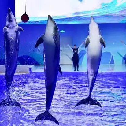 石家庄市动物园白鲸的长尾关键词有哪些