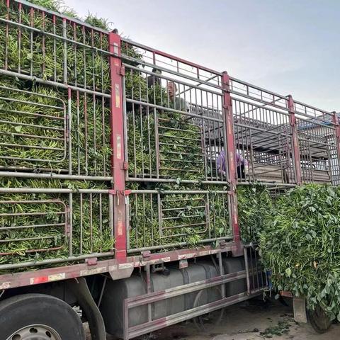 菏泽市抵押车借款平台的长尾关键词有哪些