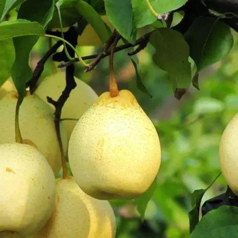 石家庄市去哪里买特产