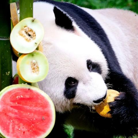 小兔子乖乖儿歌视频大全.小兔子乖乖儿歌视频大全播放熊猫吃竹子? 小兔子乖乖儿歌视频大全.小兔子乖乖儿歌视频大全播放熊猫吃竹子?