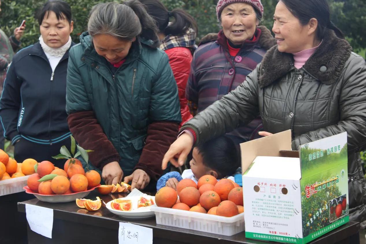 宜賓柑橘種植雇用手藝員_香腸若何配料