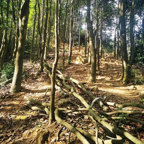 广州山峰排名？