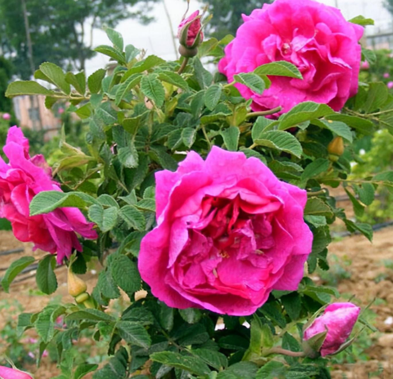 玫瑰种植方法,玫瑰花的种植方法是什么?