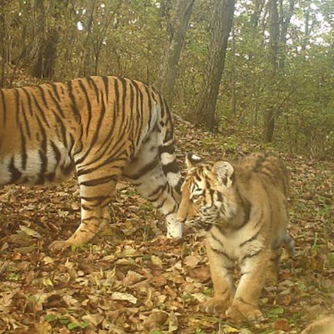 2025虎年生肖今天运势(202l年生肖虎的运势一)