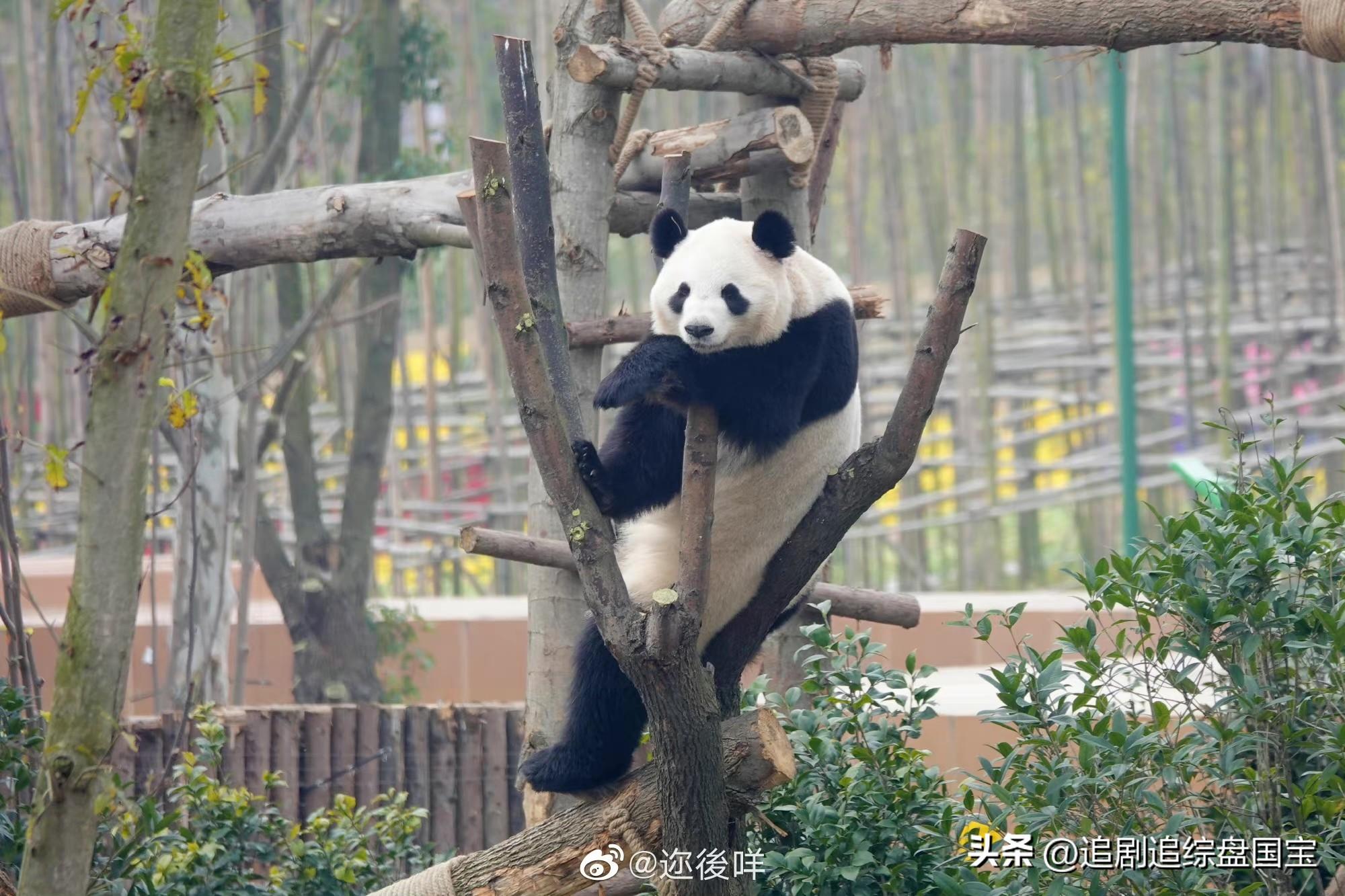 兔年生的宝宝起名,十二生肖中谁的胆子最小