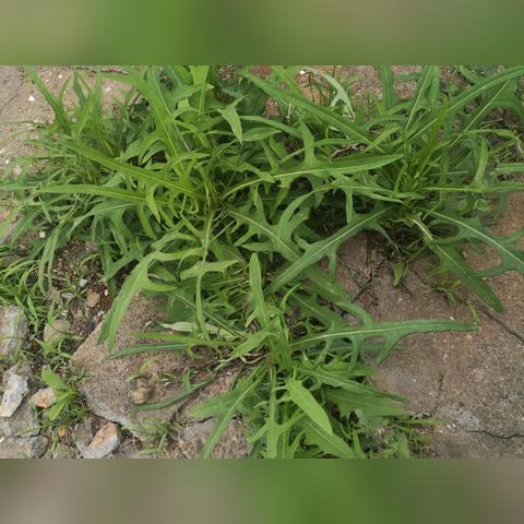 长沙市挖野菜事件始末是什么