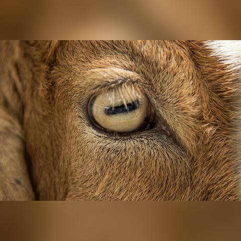 动物王国电影相关长尾关键词有哪些