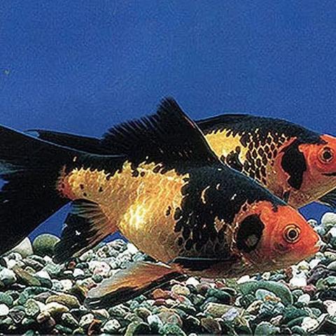 无锡市生物教材的长尾关键词有哪些