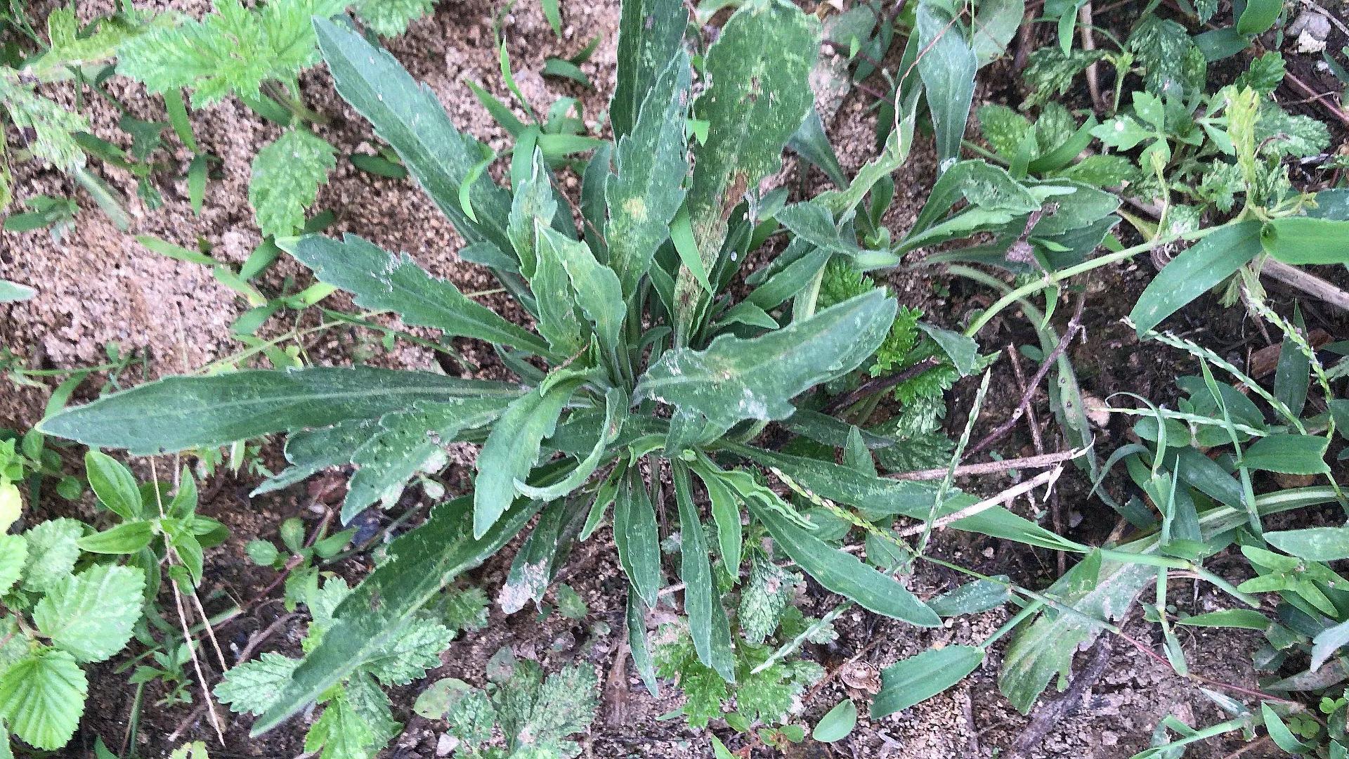 小蓬草图片,氟草草铵膦除什么草?