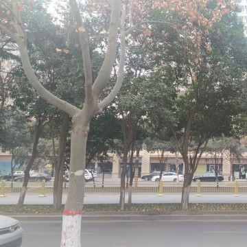 西安市的政策是什么样的