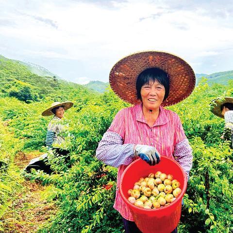 桂林三华李种植方法视频相关长尾关键词有哪些