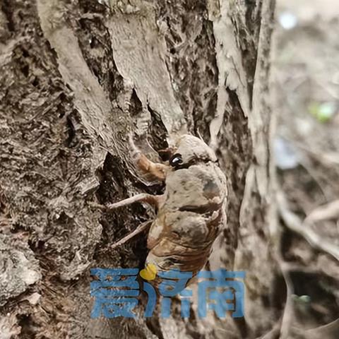 济南市哪个镇面积最大