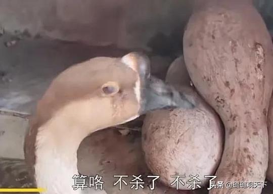 万物皆有灵！重庆男子磨好刀准备杀大鹅，凑近一看大鹅眼泪直流