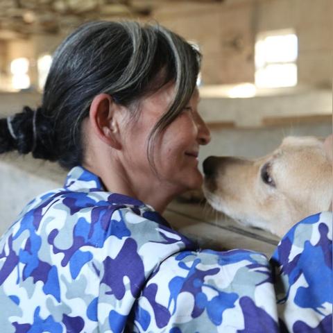武汉市能养什么犬