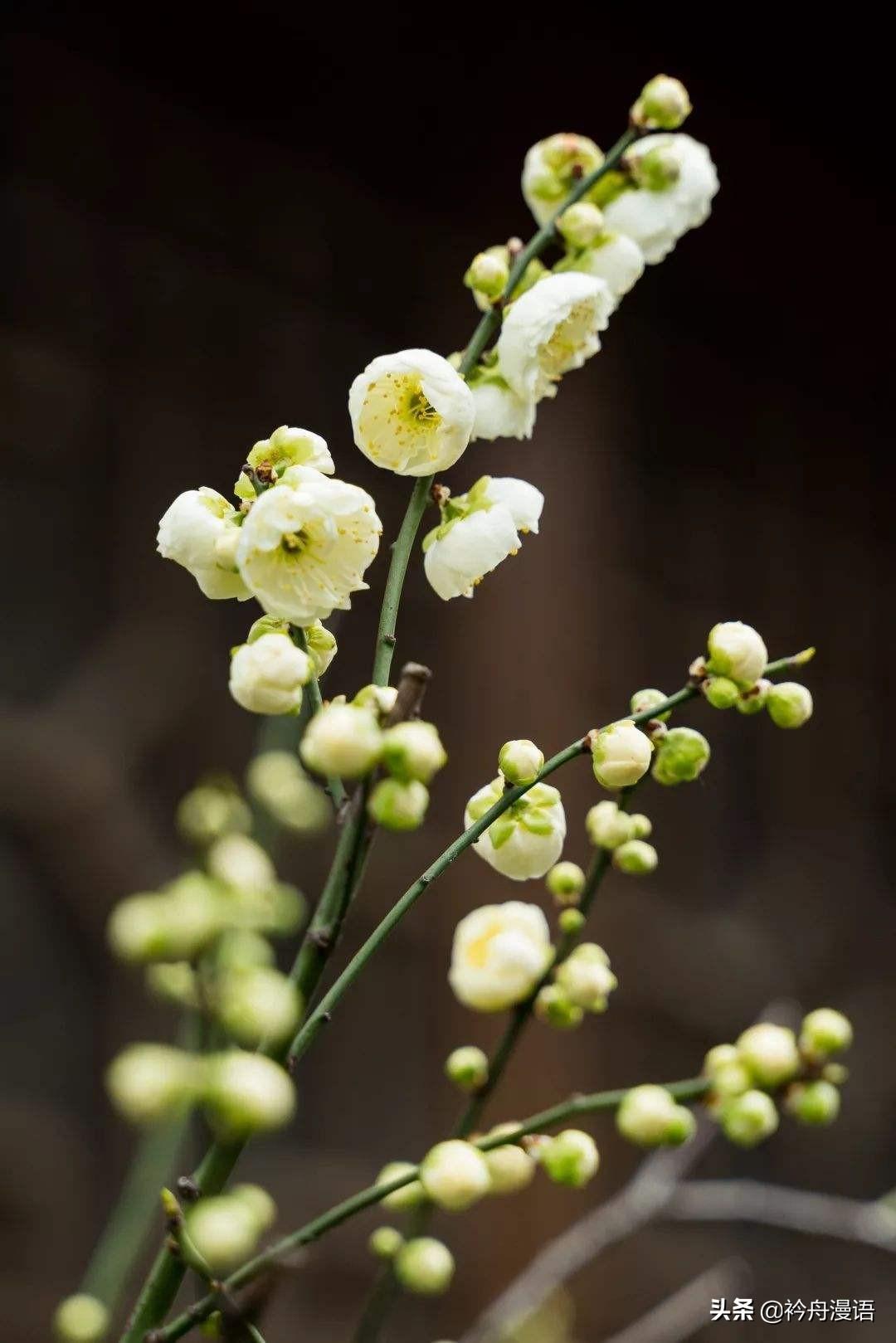 绿梅花,凌霄花和绿萼梅的区别?"