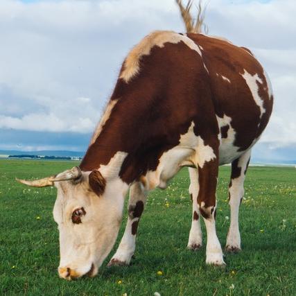 生肖牛今天财运和运势如何(今天生肖牛的财运)