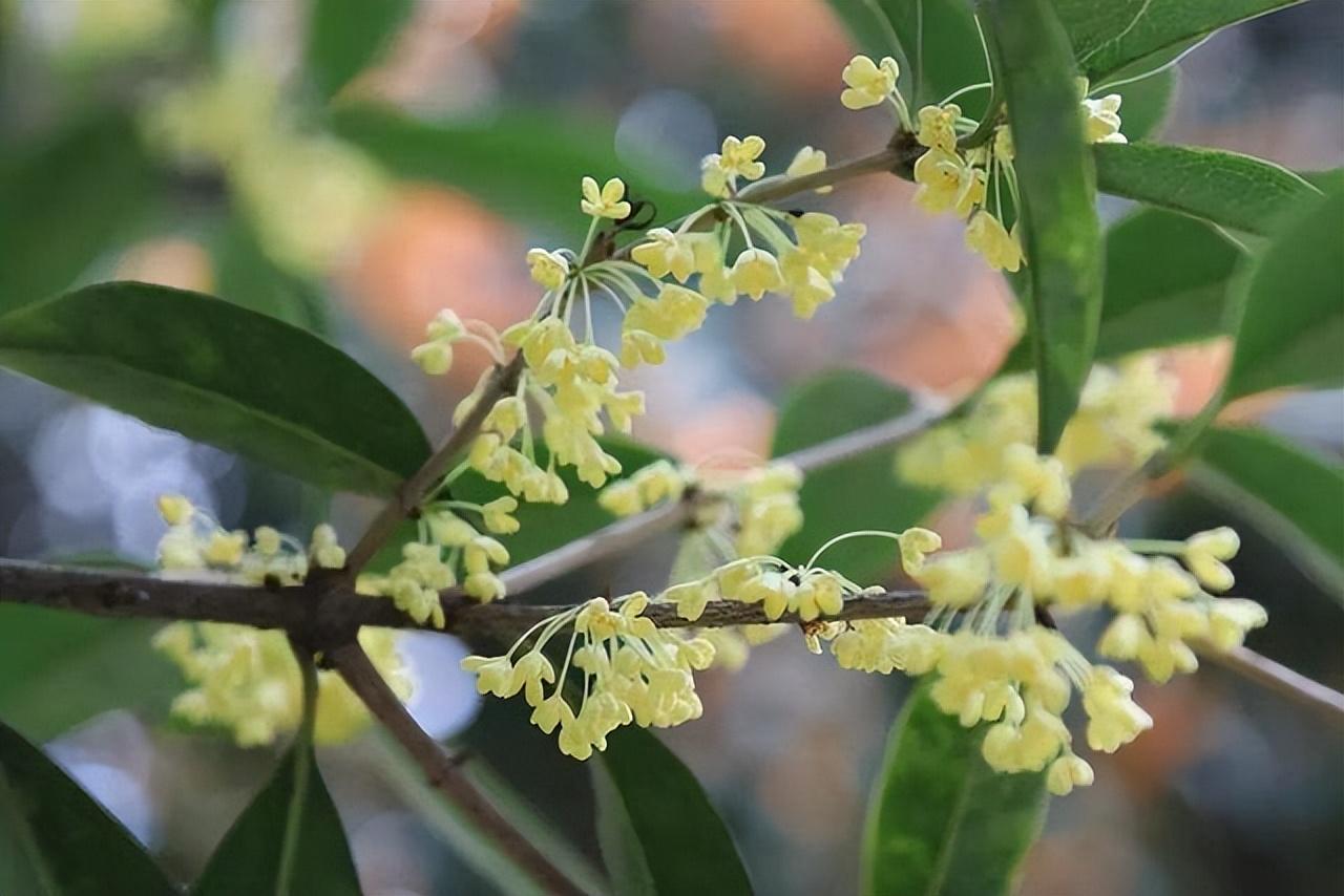 桂花树是什么样子的,金色桂花是什么样?