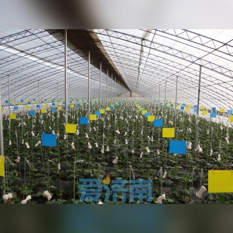 济南芹菜价格相关长尾关键词有哪些