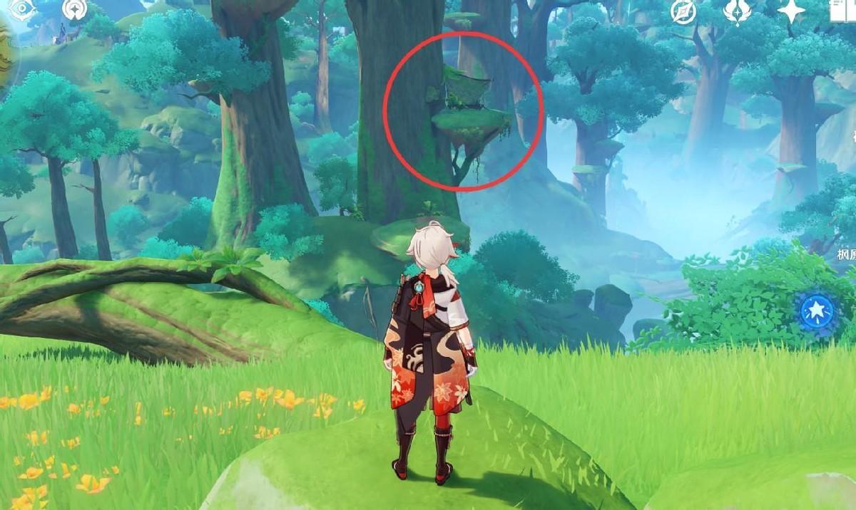 原神怎么上蘑菇（原神哪个地方普通蘑菇最多）