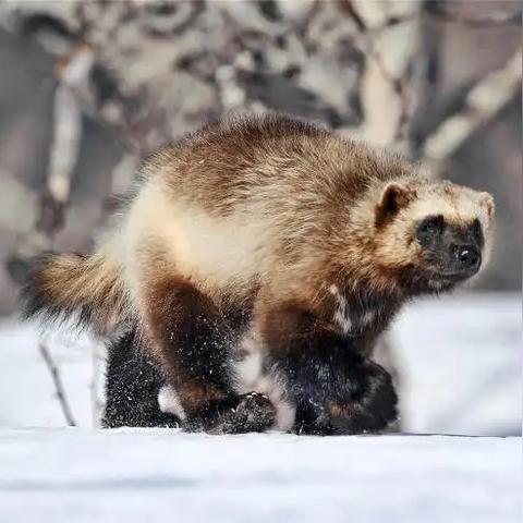 电影信任的长尾关键词有哪些