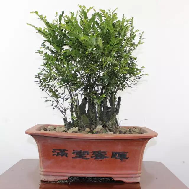 小叶紫檀树盆景可在家养吗