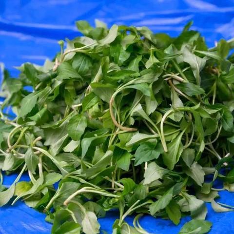 桂林市春天哪里好玩儿