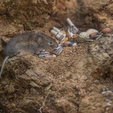 武汉仓鼠吧的长尾关键词有什么