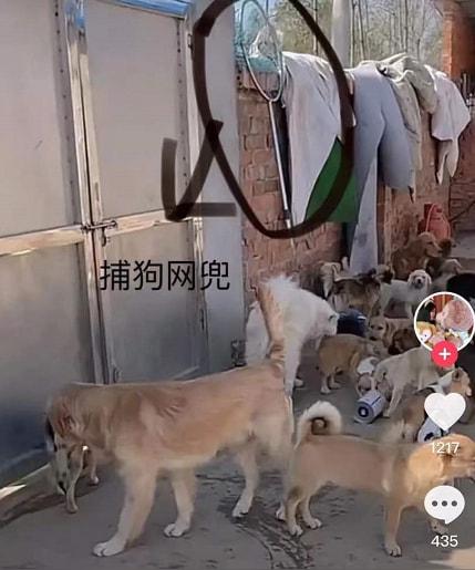 又一百万粉网红翻车，打着爱犬人设虐狗，其背后黑色产业链曝光