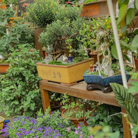 深圳市的花卉是什么花