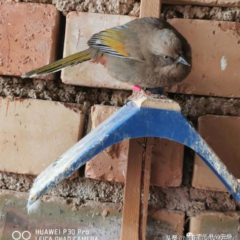 马某某是温州市哪里人呀