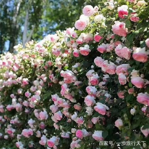 无锡市哪里有薇迎服装