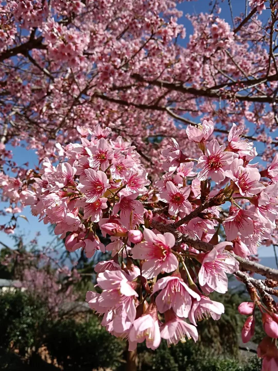 腊月开什么花,1到12月蜜蜂采什么花?