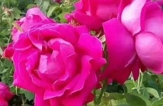 哪个品种的玫瑰花最香最珍贵