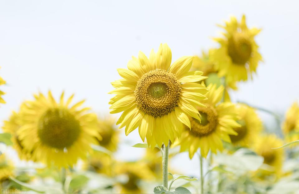 各种花的花语大全