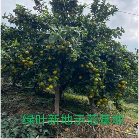 如何让发财树茂盛起来视频讲解教程下载