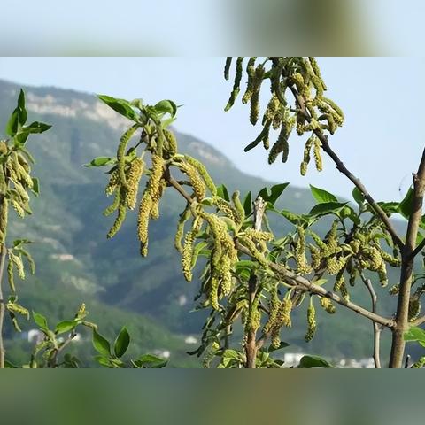 枸不揪河南的相关长尾关键词有哪些