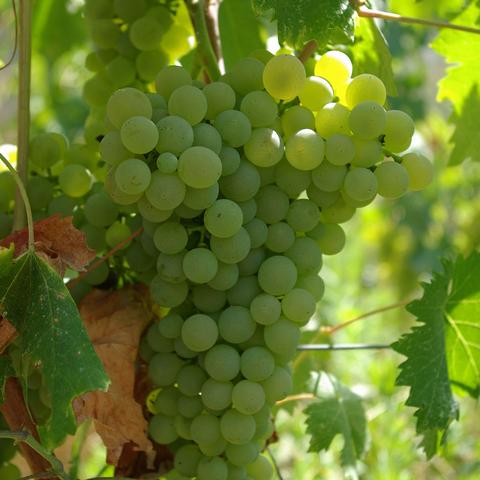 理想与面包保定市的长尾关键词有哪些