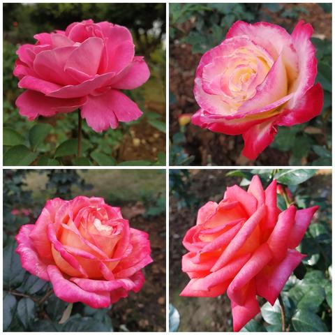 12月南宁南湖公园有月季花吗？