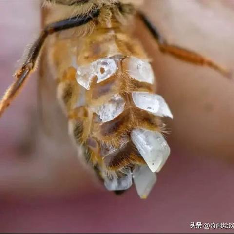 4月27日生肖兔运势(4月27日特吉生肖)