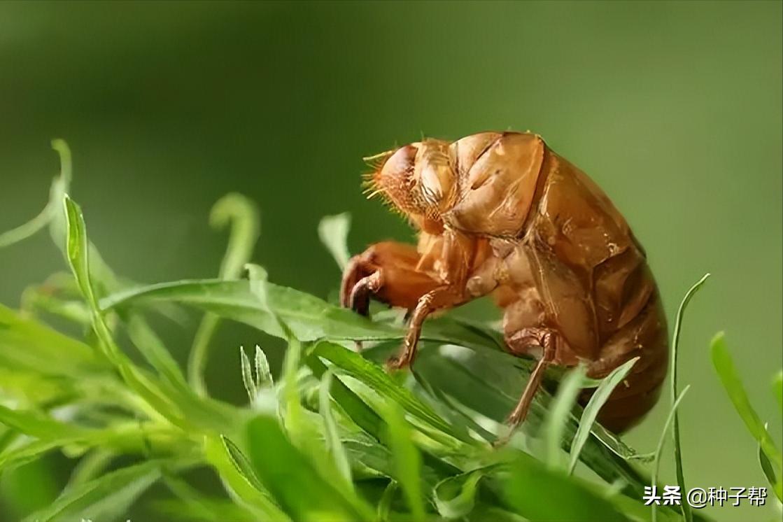 苜蓿草种植成本及利润,疫情结束后苜蓿草养啥好?"